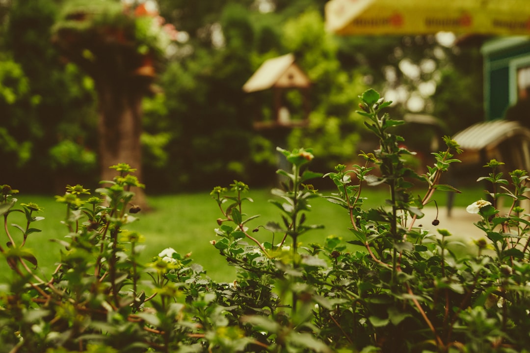 Photo lush garden